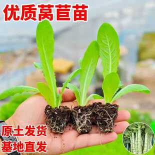 秋冬莴苣苗青皮红皮莴笋苗芹菜苗花菜西兰花苗甘蓝韭菜苗蔬菜秧苗
