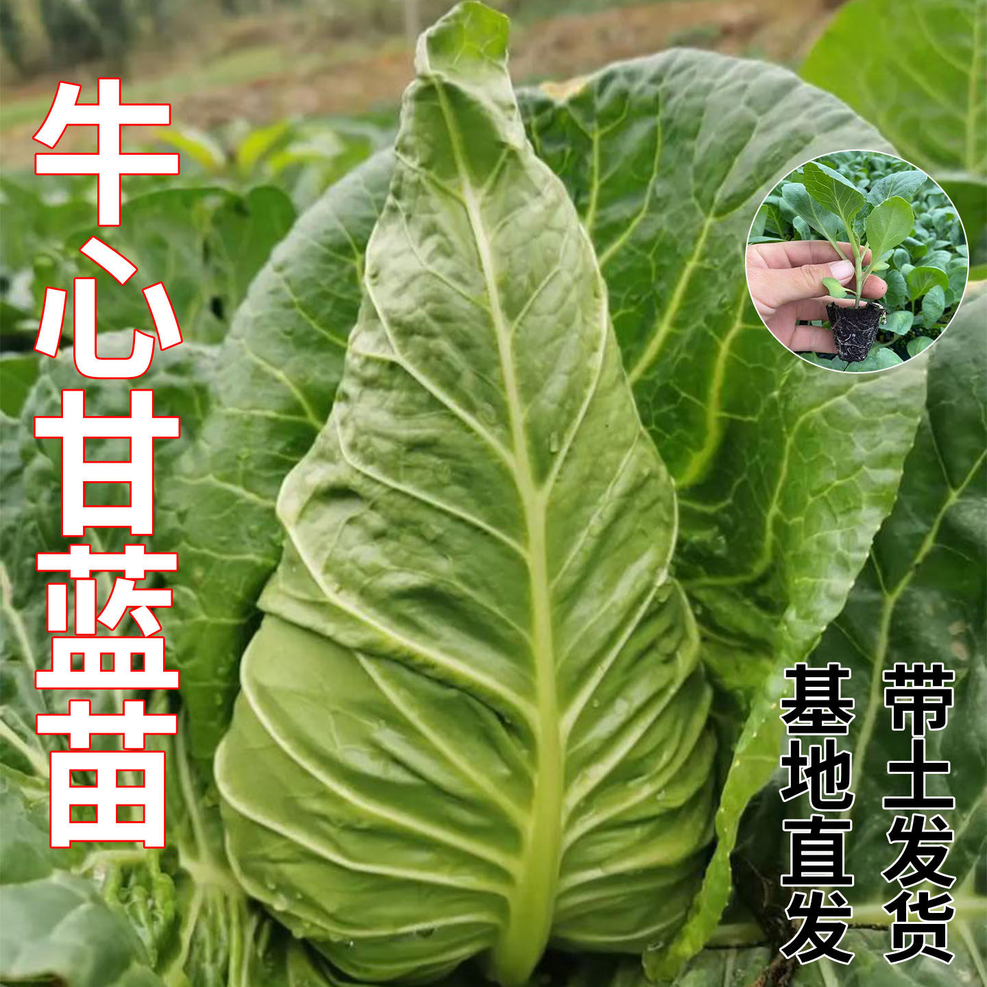 牛心甘蓝苗包菜苗绿甘蓝苗
