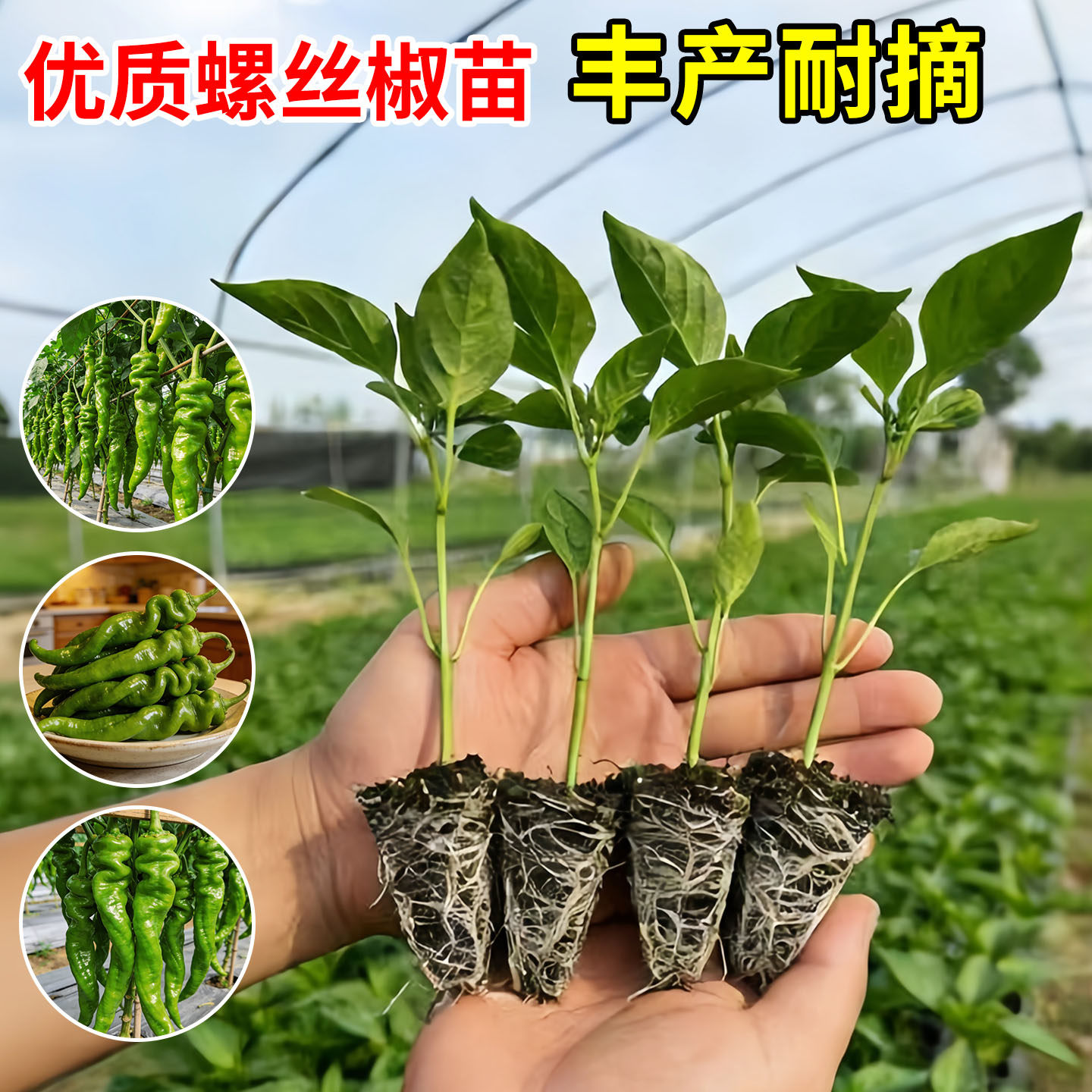 高产辣椒苗螺丝椒大青线椒甜椒苗特辣朝天椒薄皮各种番茄蔬菜苗