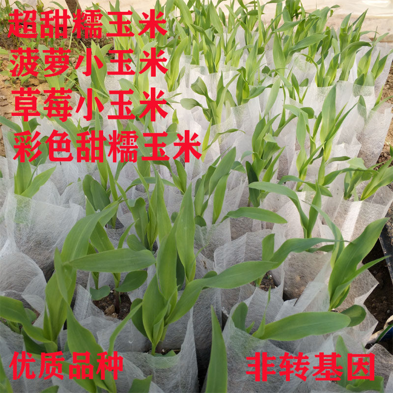 玉米苗种子种苗幼苗超甜黄糯彩糯菠萝小玉米四季阳台庭院田园包邮