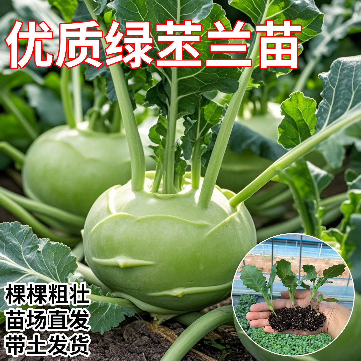 青苤蓝苗秧苗紫苤兰小苗水果苤蓝阳台庭院四季西兰花秋冬蔬菜苗
