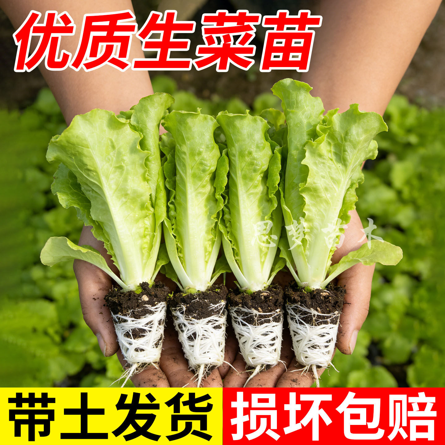 生菜苗秧苗意大利玻璃大速生菜球苗带土带根水培盆栽地栽阳台种植,鲜花速递/花卉仿真/绿植园艺,种苗/半成品盆栽,淘宝优惠券,粉丝福利购,淘宝优惠卷