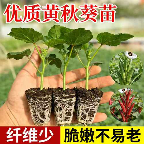 高产不易老超嫩水果秋葵秧苗脆嫩