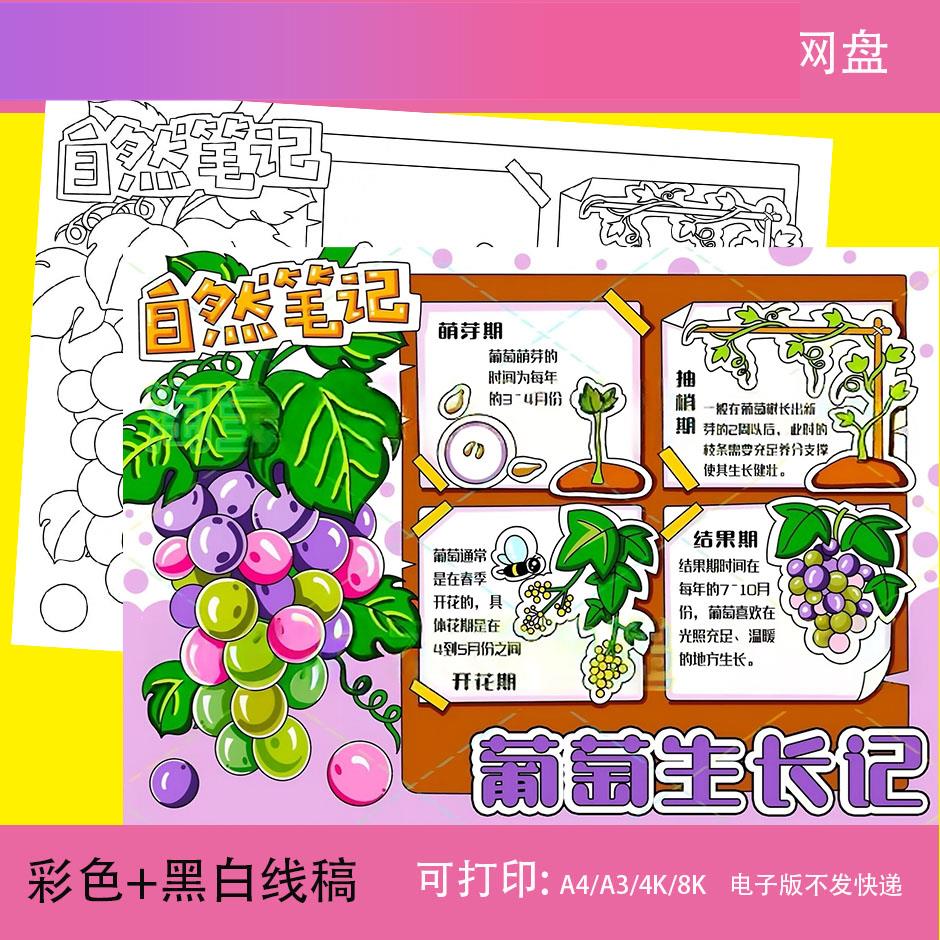 电子版自然笔记手抄报模板葡萄生长观察记录日记电子版植物小报线