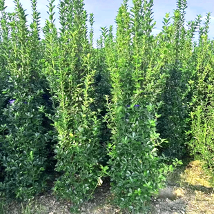 丛生大叶黄杨北海道冬青树苗庭院围墙篱笆耐寒植物绿化苗四季常青