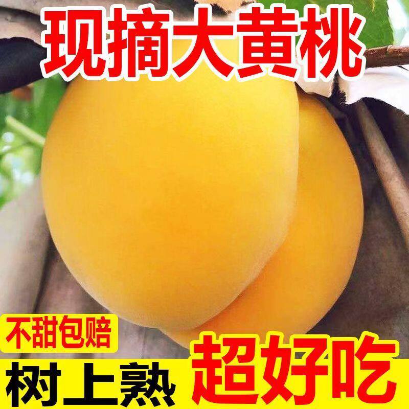 应季新鲜水果黄金蜜黄桃陕西大荔桃子孕妇脆甜多汁现摘秒发超甜5J
