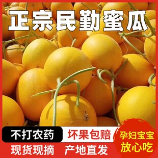大果黄金蜜瓜甜瓜水果新鲜当季脆香瓜哈密羊角瓜当季时令现摘现货
