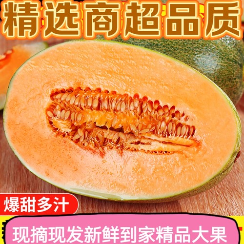 新鲜哈密瓜新鲜水果网纹甜瓜西州蜜瓜冰淇淋果肉质厚山东产地直发
