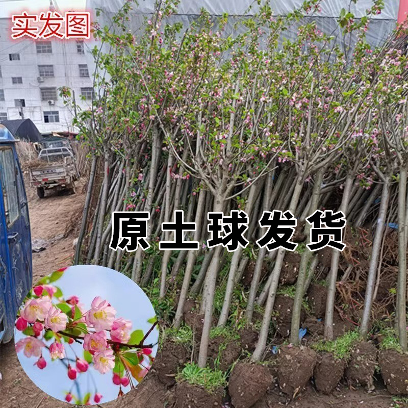 高杆海棠树苗西府垂丝北美海棠花地栽盆栽阳台庭院种植物绿化苗木