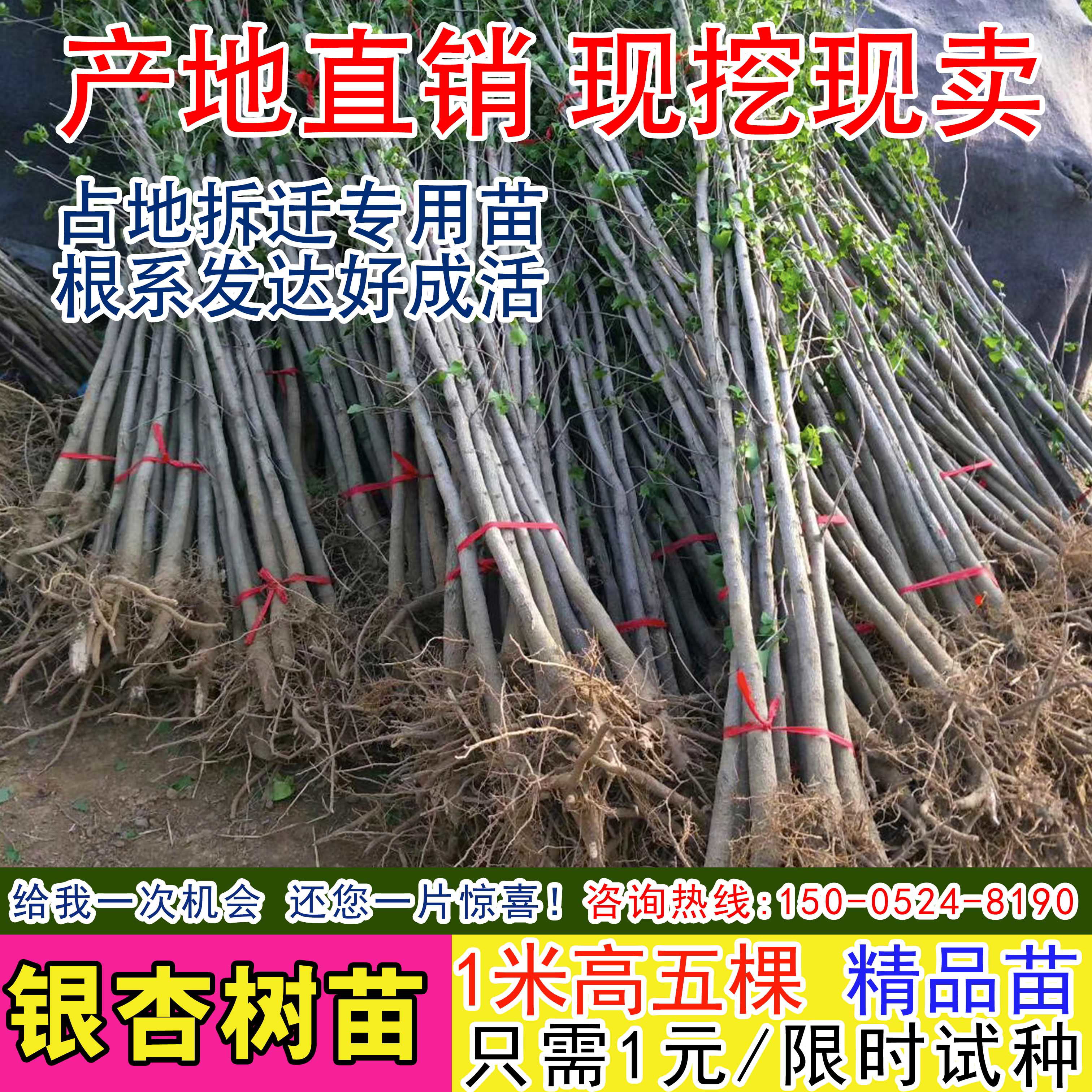 占地拆迁银杏庭院行道绿化树苗