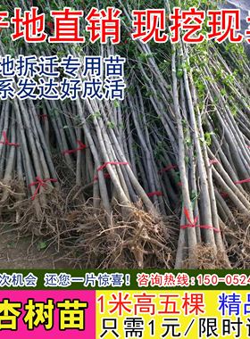 占地拆迁银杏树苗白果苗银杏小苗庭院植物行道绿化苗木银杏苗