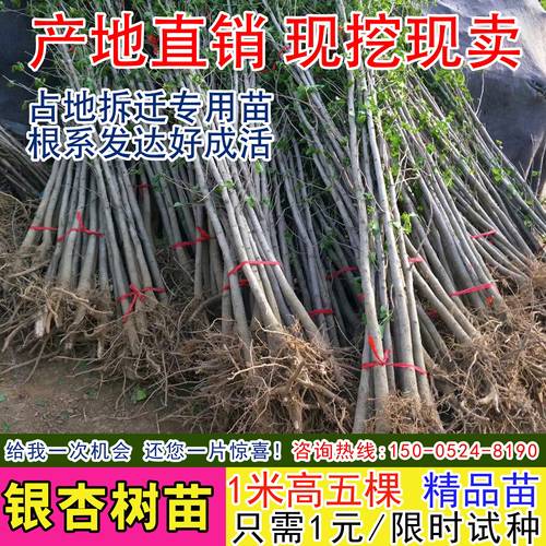 占地拆迁银杏庭院行道绿化树苗