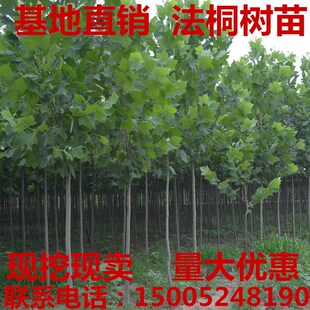 速生法桐树苗法国梧桐树法桐树绿化苗木法桐树苗小苗法桐苗庭院
