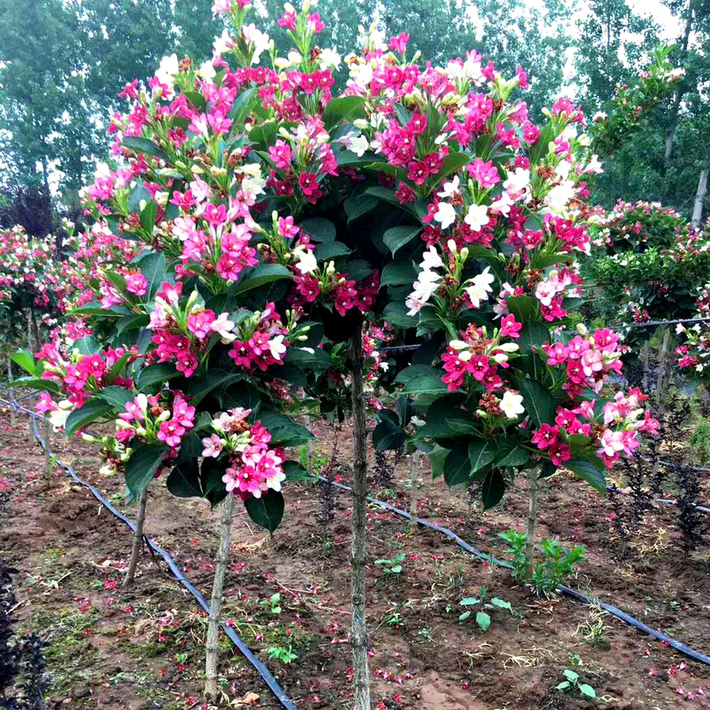 五彩锦带花盆栽地栽红王子锦带驱蚊耐寒耐旱庭院阳台花园花箱 - 实物图