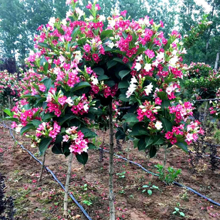 五彩锦带花盆栽地栽红王子锦带驱蚊耐寒耐旱庭院阳台花园花箱
