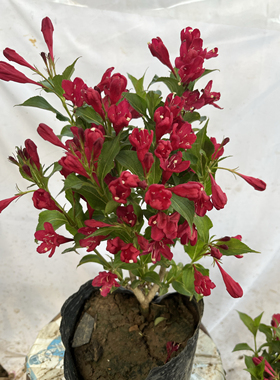 红王子锦带苗高杆锦带树庭院耐寒风景树绿篱春季盆栽苗红色栽培