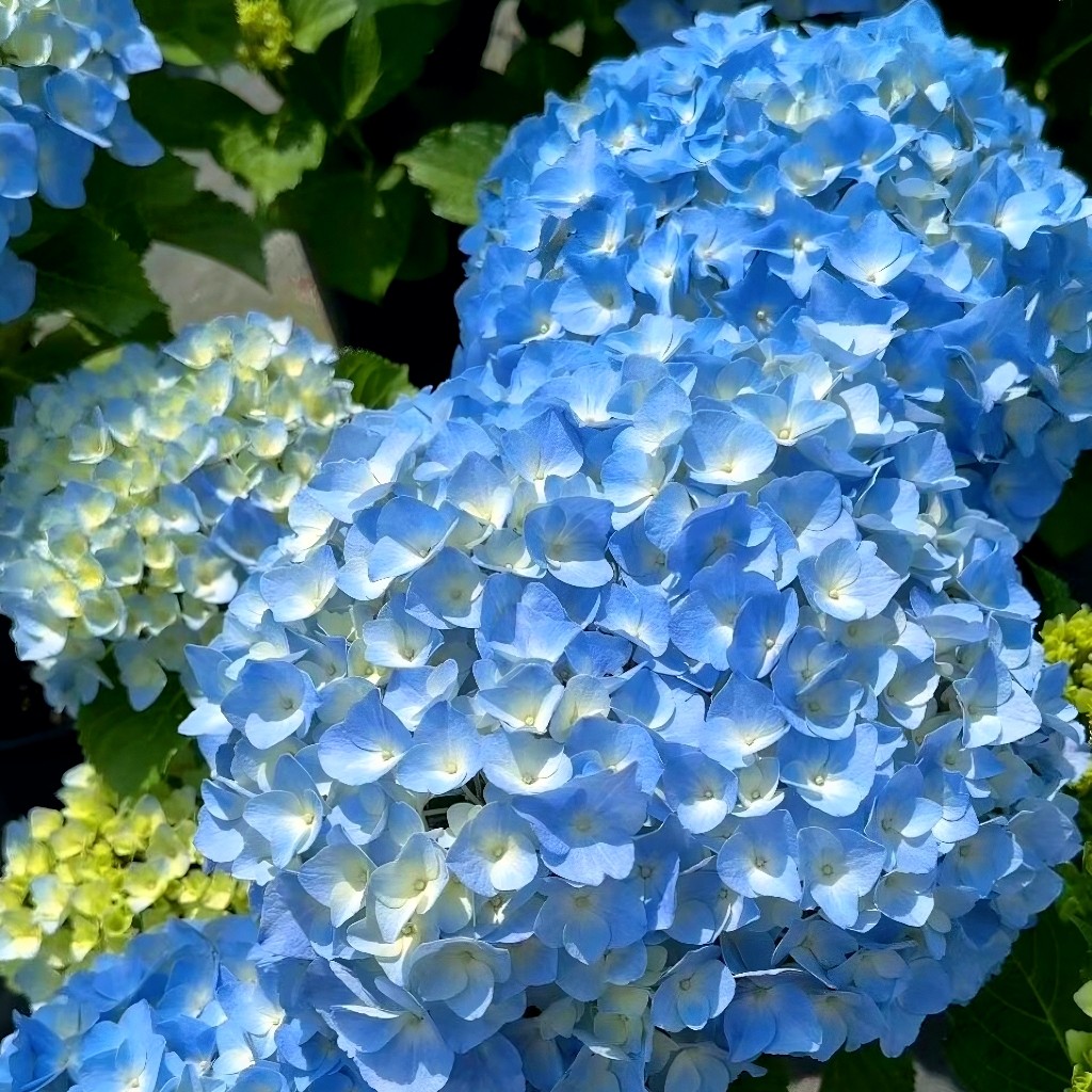 绣球花苗大花植物无尽夏开花好养的花四季盆栽花卉室内花阳台耐寒,鲜花速递/花卉仿真/绿植园艺,绣球/木绣球/木本植物,淘宝优惠券,粉丝福利购,淘宝优惠卷