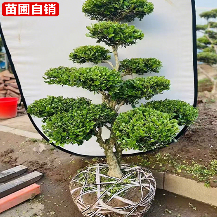 黄杨庭院造型树别墅绿化