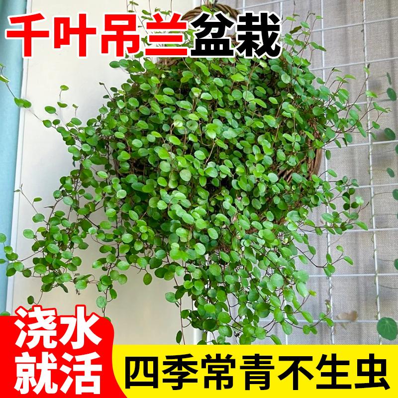 千叶吊兰盆栽垂吊烘焙植物爬藤绿植办公室桌面