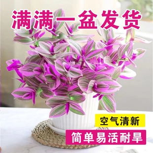 油画吊兰三色多肉植物懒人进口吊兰紫露兰懒人花卉好养植物