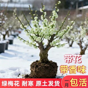 绿梅花盆栽老桩盆景耐寒植物庭院阳台绿萼梅花绿花原生红梅树苗