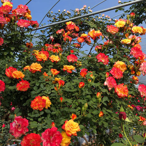 藤彩虹藤本月季花苗庭院爬藤阳台植物花卉四季开花