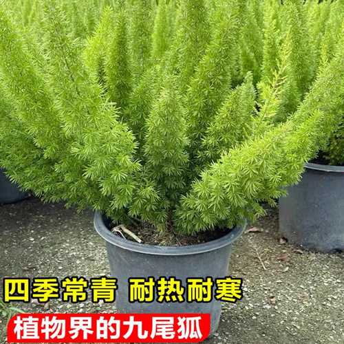 狐尾天门冬盆栽植物庭院花园阳台绿植四季常青耐热花卉九尾狐易养
