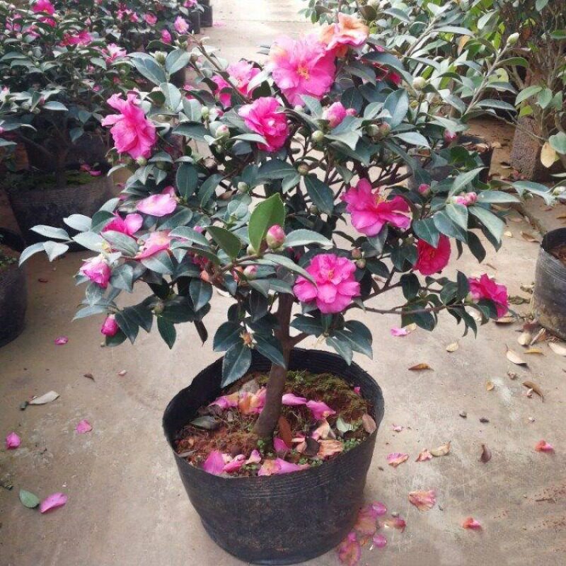 茶梅花苗红茶梅树苗老桩室内耐寒花卉茶花盆栽盆景带花苞四季常青