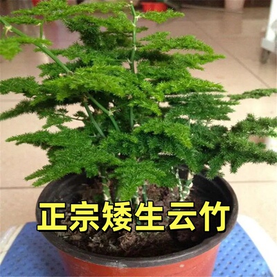 矮生云竹办公室净化空气绿植