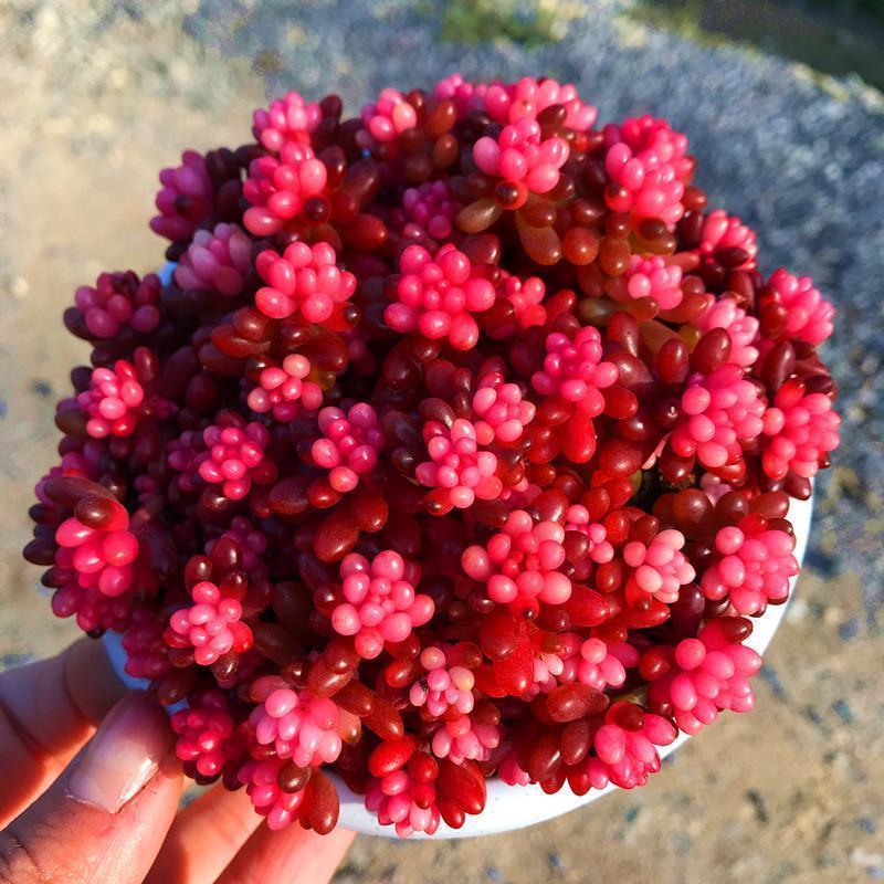 红心浆果彩色浆果锦多肉植物盆栽红色浆果肉肉易爆盆阳台绿植清仓