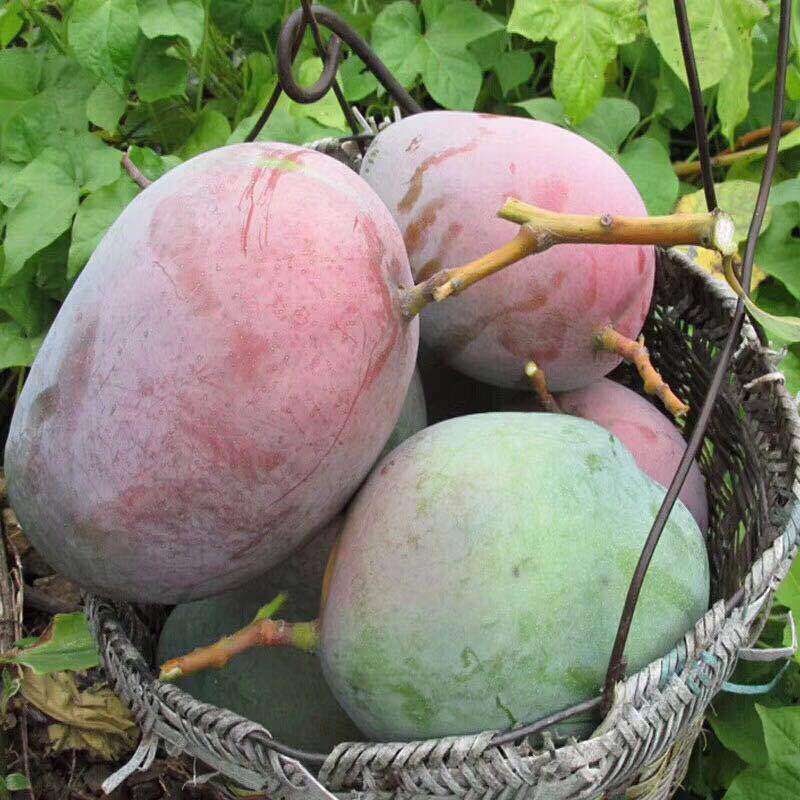 新鲜热带水果芒果四川当季特色现摘甜心薄皮攀枝花凯特芒10斤包邮