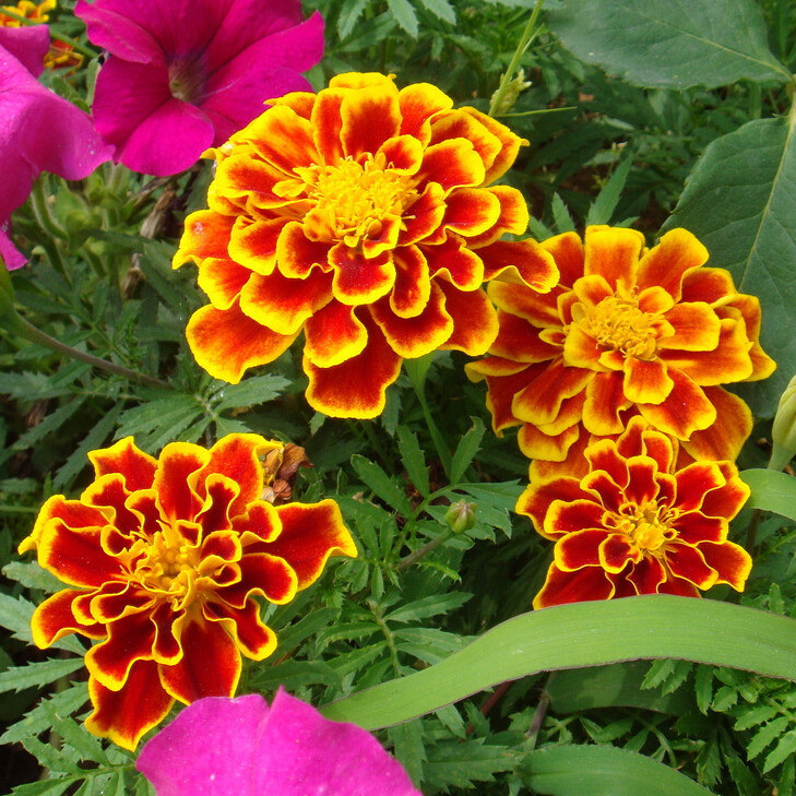 孔雀草种子红黄草种籽耐寒秋播花卉植物盆栽景观工程园林花草花种