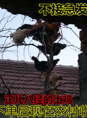 沂蒙山农村散户正宗月子以上土鸡