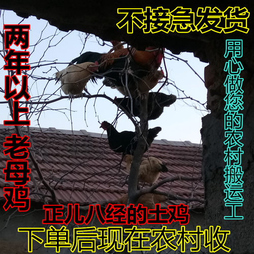 沂蒙山农村散户正宗月子以上土鸡