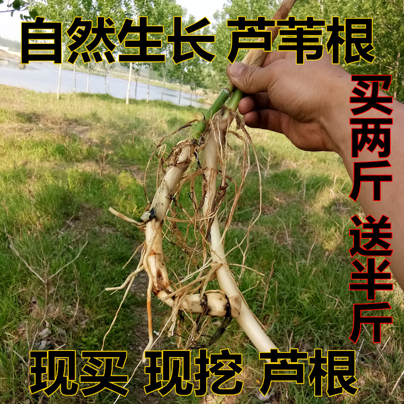 野生新鲜现挖中草药芦苇根