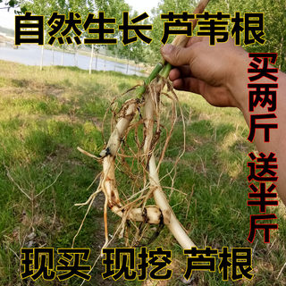 莒南 新鲜现挖芦苇根芦根甜根白芦根柴根中草药 苇子根凉茶