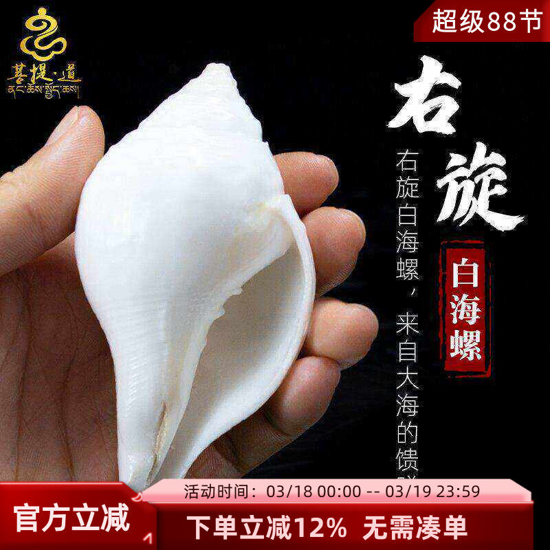 右旋白海螺供佛尼泊尔藏传摆件佛堂八供供佛小海螺修行法器法螺