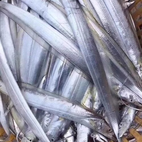 野生黄金带鱼纯天然鲜活海鲜新鲜带鱼东海带鱼黄旗带东山岛海鲜