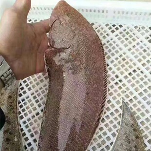 东山岛海鲜野生龙利鱼新鲜踏板鱼鳎米鱼牛舌头鱼龙舌鱼鱼柳巴沙
