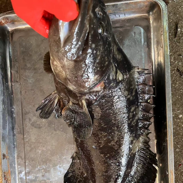 深海野生活大石斑鱼规格6- 10斤左右东山岛海鲜