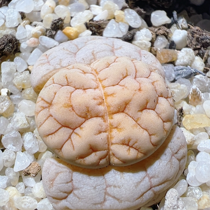 808可拍c189脑纹荒玉,鲜花速递/花卉仿真/绿植园艺,多肉植物,淘宝优惠券,粉丝福利购,淘宝优惠卷