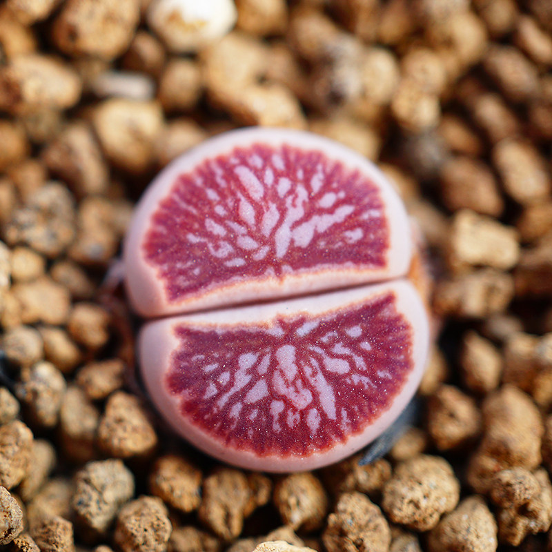 菊纹章红窗菊全窗DT岛田肉出没园艺番杏生石花多肉植物屁股