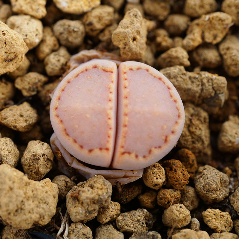 阳台庭院顶楼非常简单美观趣味