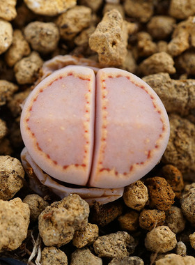 C171全窗饼干一物一拍两年生石花多肉植物肉出没园艺满包邮