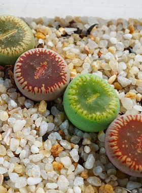 流水日轮两年母本两年光阳玉番杏科生石花多肉植物pp屁股c48c54