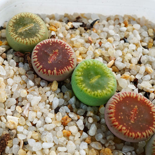 番杏科生石花多肉植物