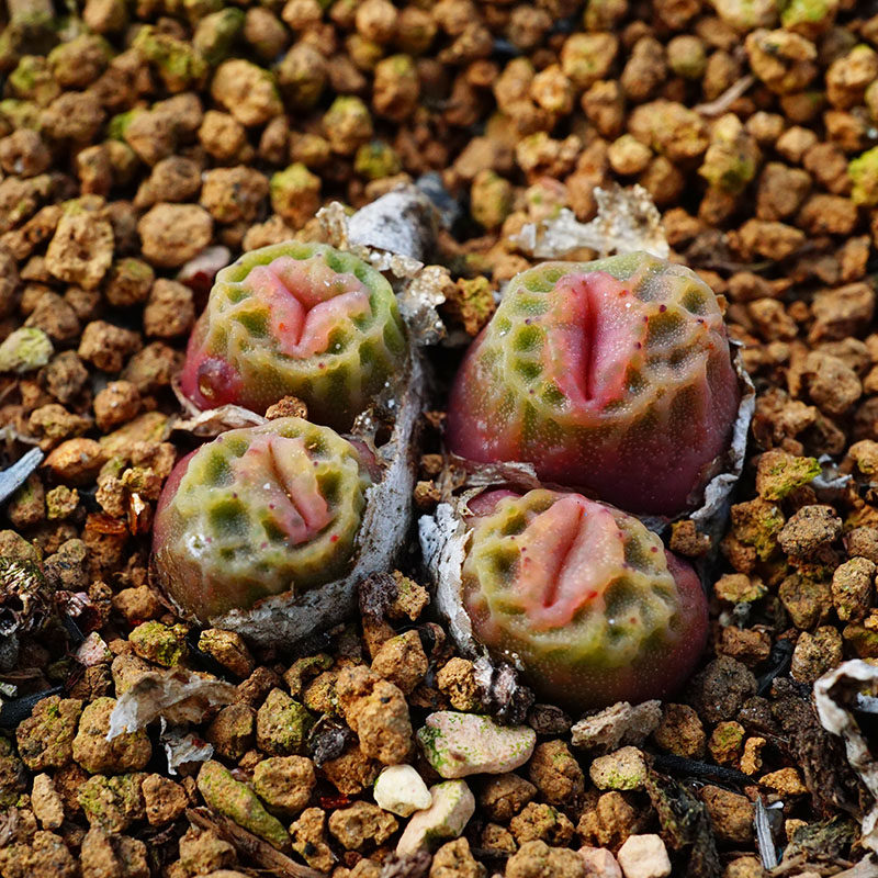 MG1410.64烧麦方烧1803.1圆烧单头群生肉锥1802.3番杏多肉植物
