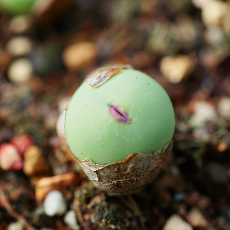 Sub小红嘴番杏大型肉锥园艺多肉植物肉出没园艺