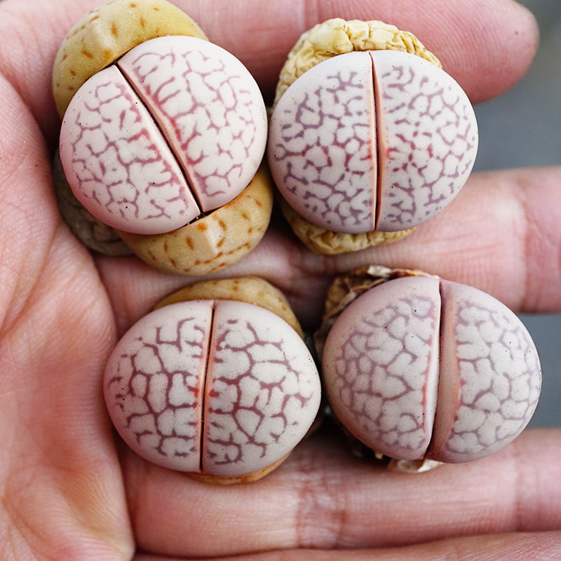 灵耀玉大白两年半母本一物一拍红网纹生石花pp屁股石头多肉植物