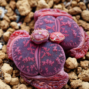 酒红紫勋三年苗欧版生石花多肉植物番杏科红发弗雷德黄花